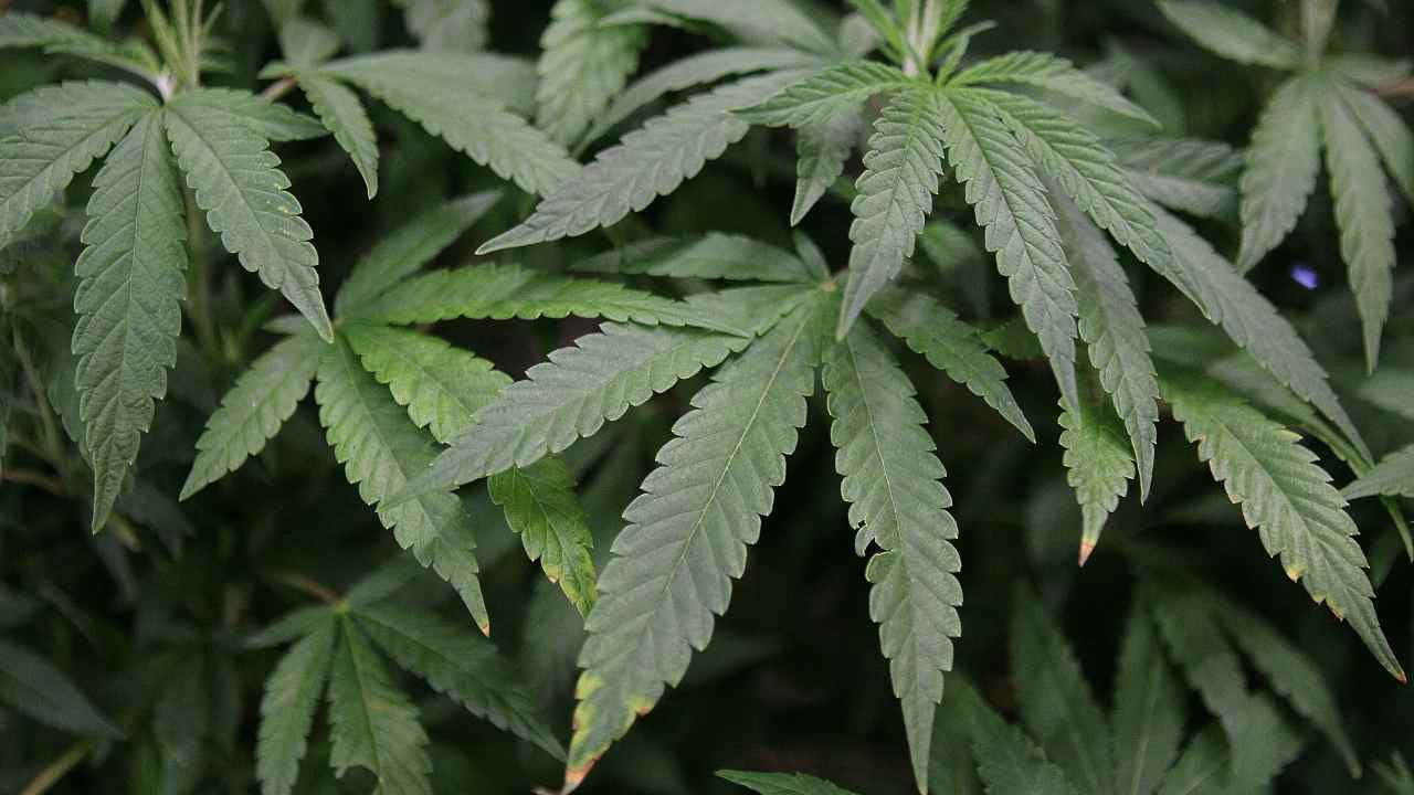 gioia tauro marijuana piante