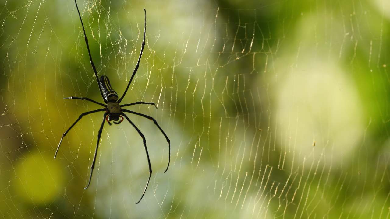 Marsala, muore donna 51enne morsa da un ragno violino