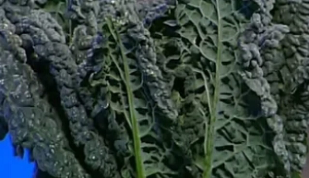 cavolo nero da pulire